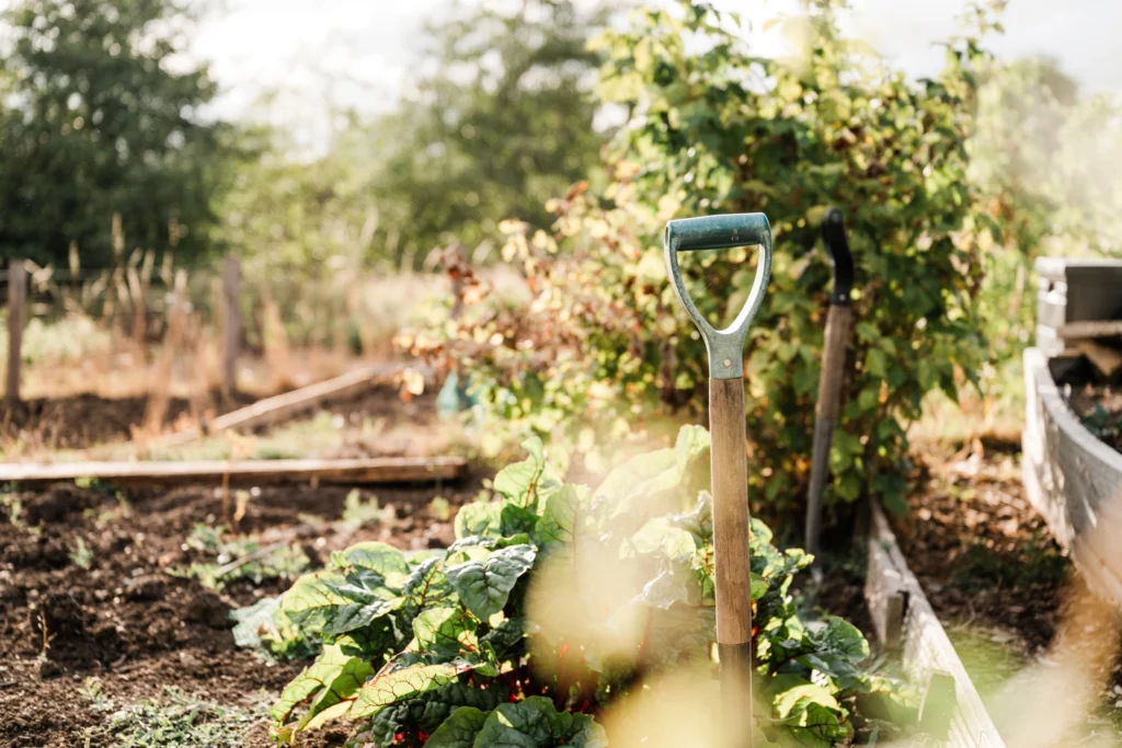 Millers Field allotments